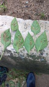 팜모닝 고추·병해충상담 게시글 이미지