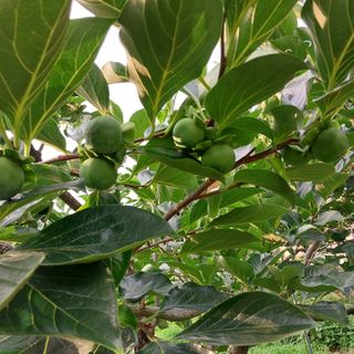 박수연님의 고추 · 일상 작성글 사진