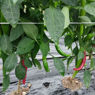 박수연님의 고추 · 일상 작성글 사진