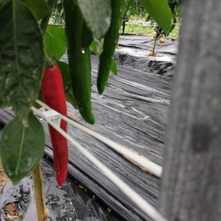 박수연님의 고추 · 일상 작성글 사진