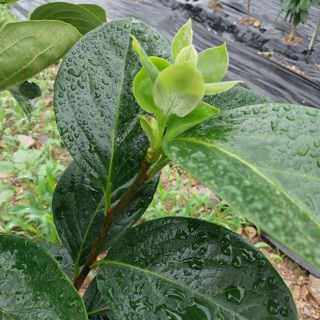 박수연님의 고추 · 일상 작성글 사진