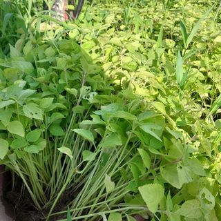 박수연님의 고추 · 일상 작성글 사진