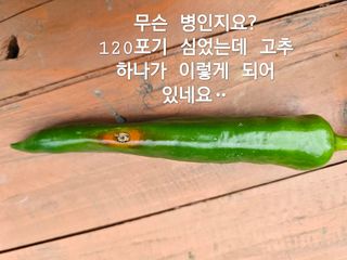 연모 자연의행복님의 고추 · 병해충상담 작성글 사진