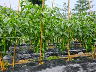 연모 자연의행복님의 고추 · 병해충상담 작성글 사진