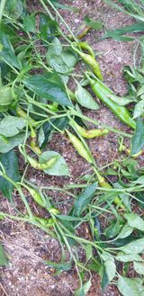 팜모닝 내 농사 경력 자랑하기·참여 게시글 이미지