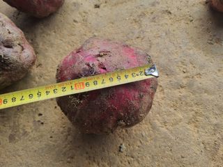 호미대장님의 내 농사 경력 자랑하기 · 참여 작성글 사진