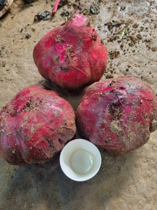 호미대장님의 내 농사 경력 자랑하기 · 참여 작성글 사진