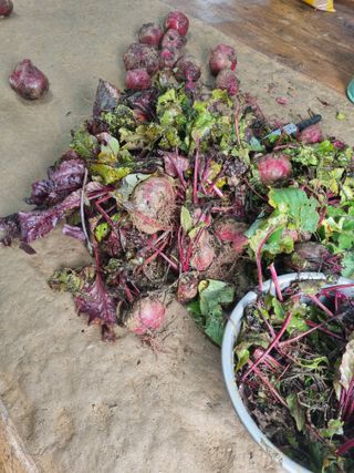 호미대장님의 내 농사 경력 자랑하기 · 참여 작성글 사진