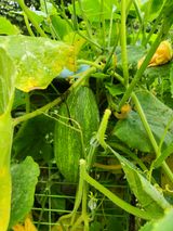 팜모닝 호박·자유게시판 게시글 이미지