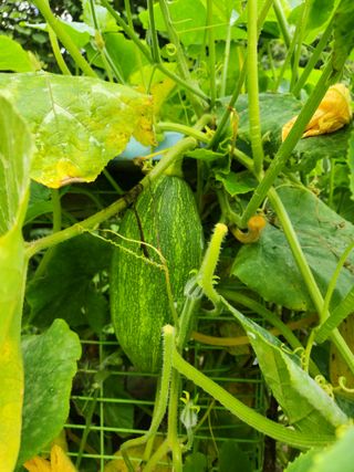 그린뉴딜님의 호박 · 자유게시판 작성글 사진