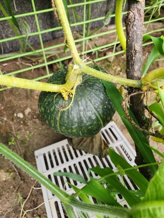 그린뉴딜님의 호박 · 자유게시판 작성글 사진