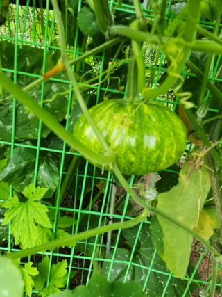 그린뉴딜님의 호박 · 자유게시판 작성글 사진