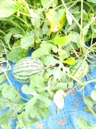 그린뉴딜님의 호박 · 자유게시판 작성글 사진