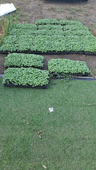 정은미님의 내 농사 경력 자랑하기 · 참여 작성글 사진