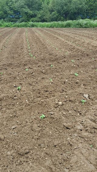 정은미님의 내 농사 경력 자랑하기 · 참여 작성글 사진