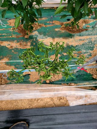 설이하랑이님의 고추 · 병해충상담 작성글 사진