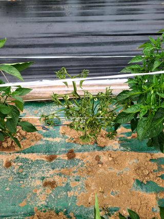 설이하랑이님의 고추 · 병해충상담 작성글 사진