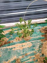 팜모닝 고추·병해충상담 게시글 이미지