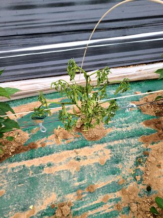 설이하랑이님의 고추 · 병해충상담 작성글 사진