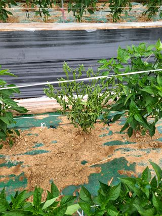 설이하랑이님의 고추 · 병해충상담 작성글 사진