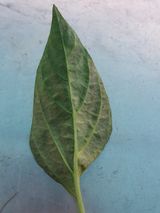 팜모닝 고추·병해충상담 게시글 이미지