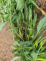 팜모닝 고추·병해충상담 게시글 이미지