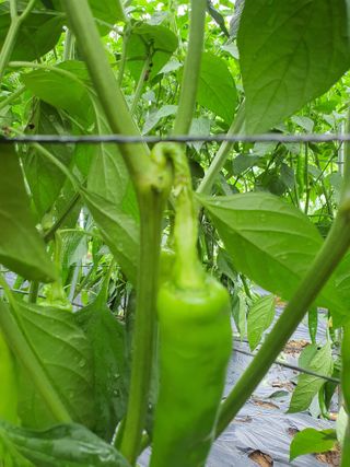 동홍순 님의 고추 · 병해충상담 작성글 사진