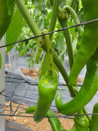 동홍순 님의 고추 · 병해충상담 작성글 사진