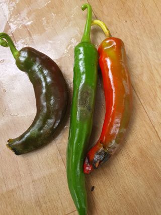 동홍순 님의 고추 · 병해충상담 작성글 사진