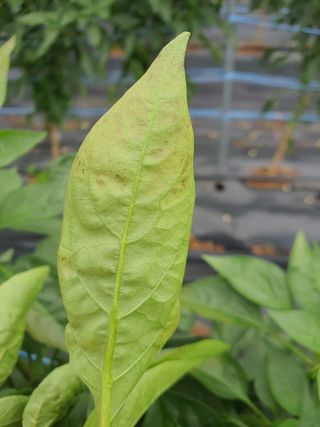 용은조님의 고추 · 병해충상담 작성글 사진