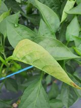 팜모닝 고추·병해충상담 게시글 이미지