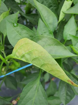 용은조님의 고추 · 병해충상담 작성글 사진