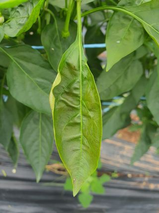 용은조님의 고추 · 병해충상담 작성글 사진