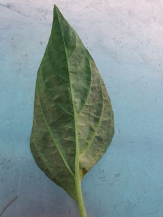 용은조님의 고추 · 병해충상담 작성글 사진