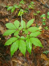 팜모닝 내 농사 경력 자랑하기·참여 게시글 이미지