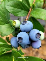 팜모닝 내 농사 경력 자랑하기·참여 게시글 이미지