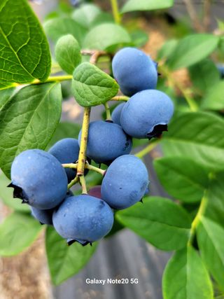 박창호님의 내 농사 경력 자랑하기 · 참여 작성글 사진