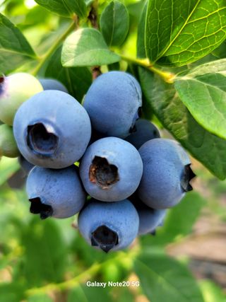 박창호님의 내 농사 경력 자랑하기 · 참여 작성글 사진