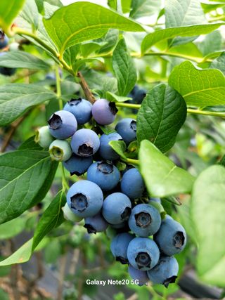 박창호님의 내 농사 경력 자랑하기 · 참여 작성글 사진
