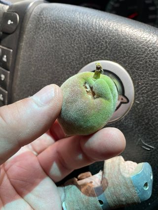 유랑생활님의 기타작물 · 병해충상담 작성글 사진