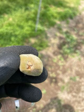 유랑생활님의 기타작물 · 병해충상담 작성글 사진