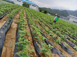 박영선님의 콩 · 자유게시판 작성글 사진
