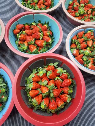 산청스폰지(최은주)님의 내 농사 경력 자랑하기 · 참여 작성글 사진