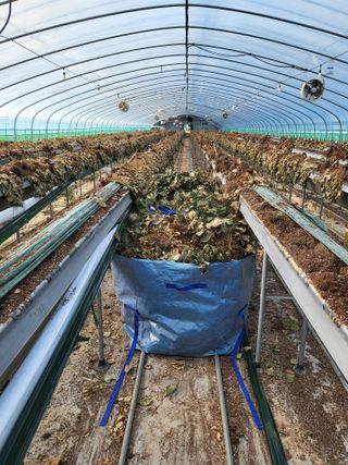 산청스폰지(최은주)님의 내 농사 경력 자랑하기 · 참여 작성글 사진