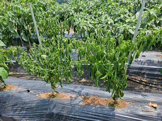 김용규님의 자유주제 · 건의해요 작성글 사진