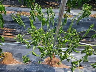 김용규님의 자유주제 · 건의해요 작성글 사진