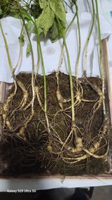 팜모닝 내 농사 경력 자랑하기·참여 게시글 이미지