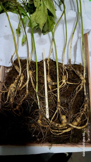 한신희님의 내 농사 경력 자랑하기 · 참여 작성글 사진