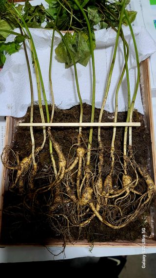 한신희님의 내 농사 경력 자랑하기 · 참여 작성글 사진