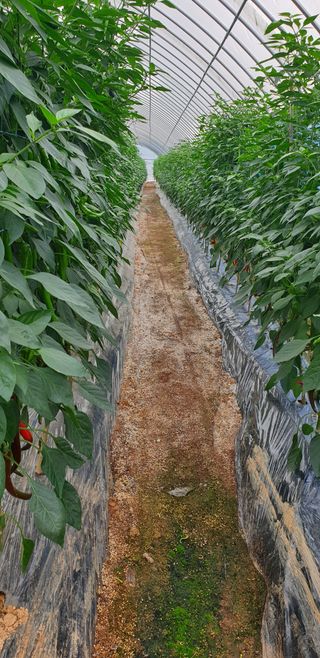 에덴농원나장미입니다님의 고추 · 품종•종자 작성글 사진